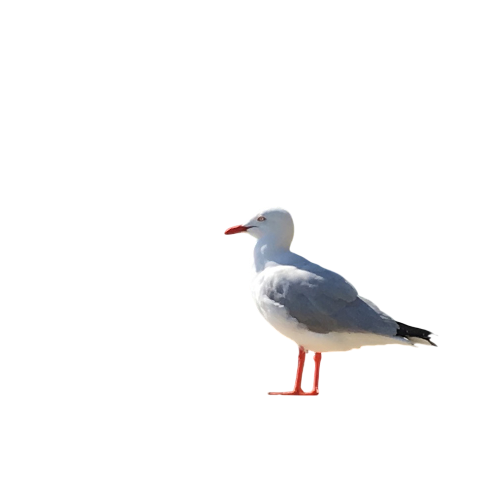 Person without background