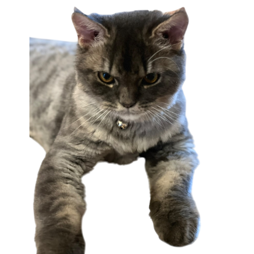 Animal without background